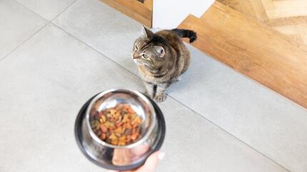 Cat Treats Snacks How to Give Cat Treats Purina